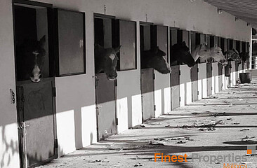 Equestrian facility with 40 horse stables and 15 paddocks to rent near Palma