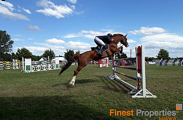 Se vende ecuestre en Mallorca