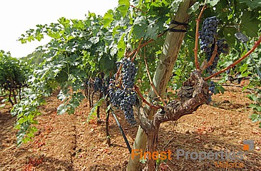 Fantastic building plot near Binissalem, in the middle of a wine region with a beautiful view on the unique landscape.